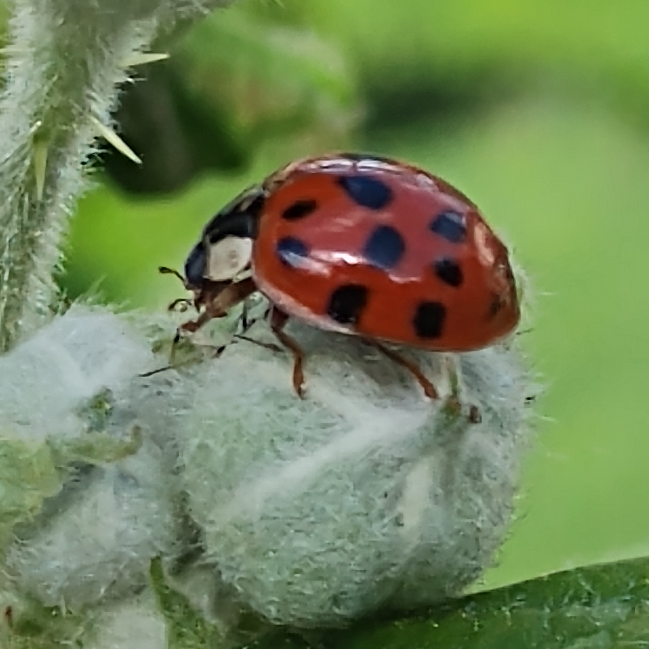 50daysofshades D02-i02 50daysofshades D02-i02 Ladybug