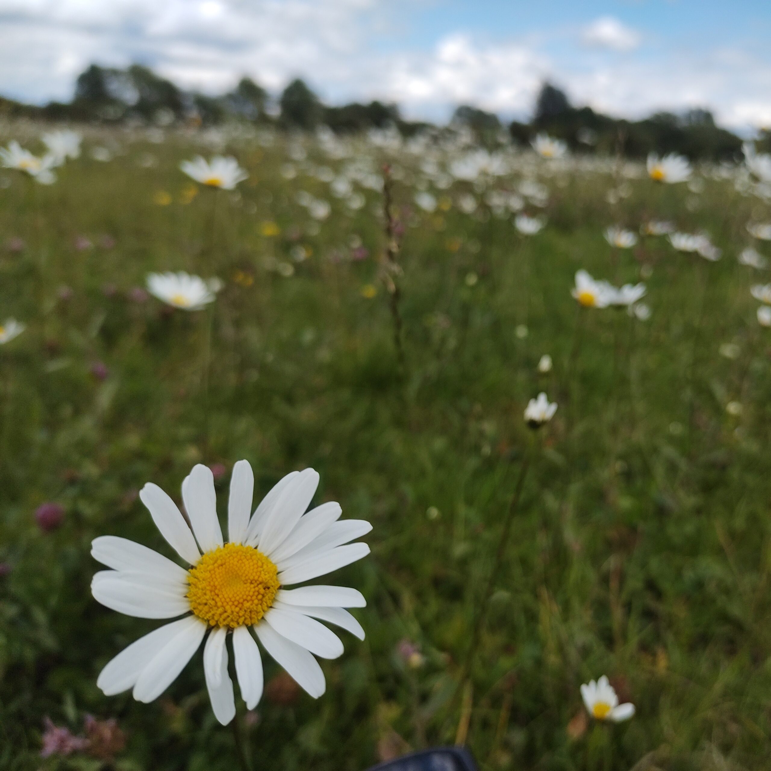 50daysofshades d06-i03 - Daisy