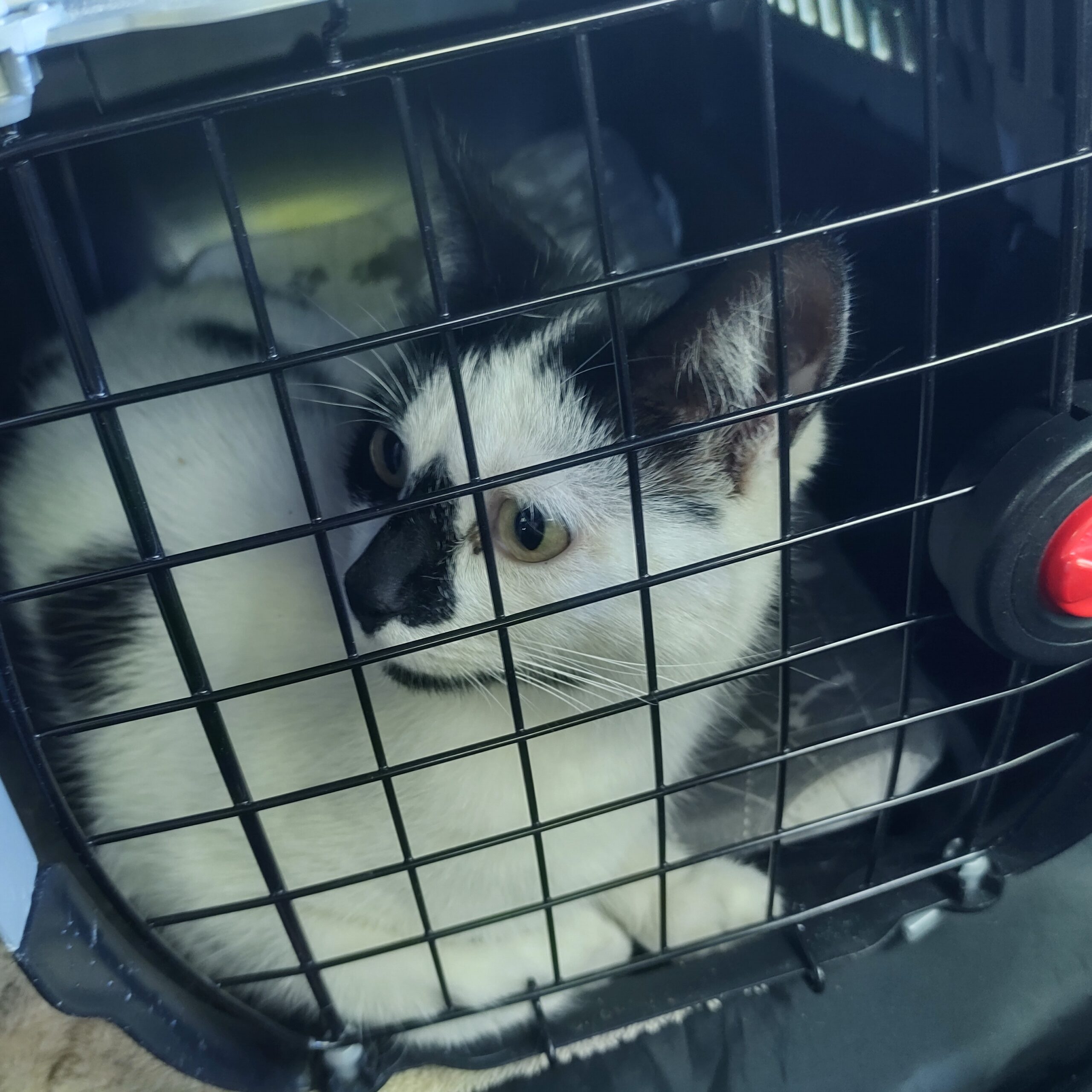 50daysofshades d19-i04 Cat in basket