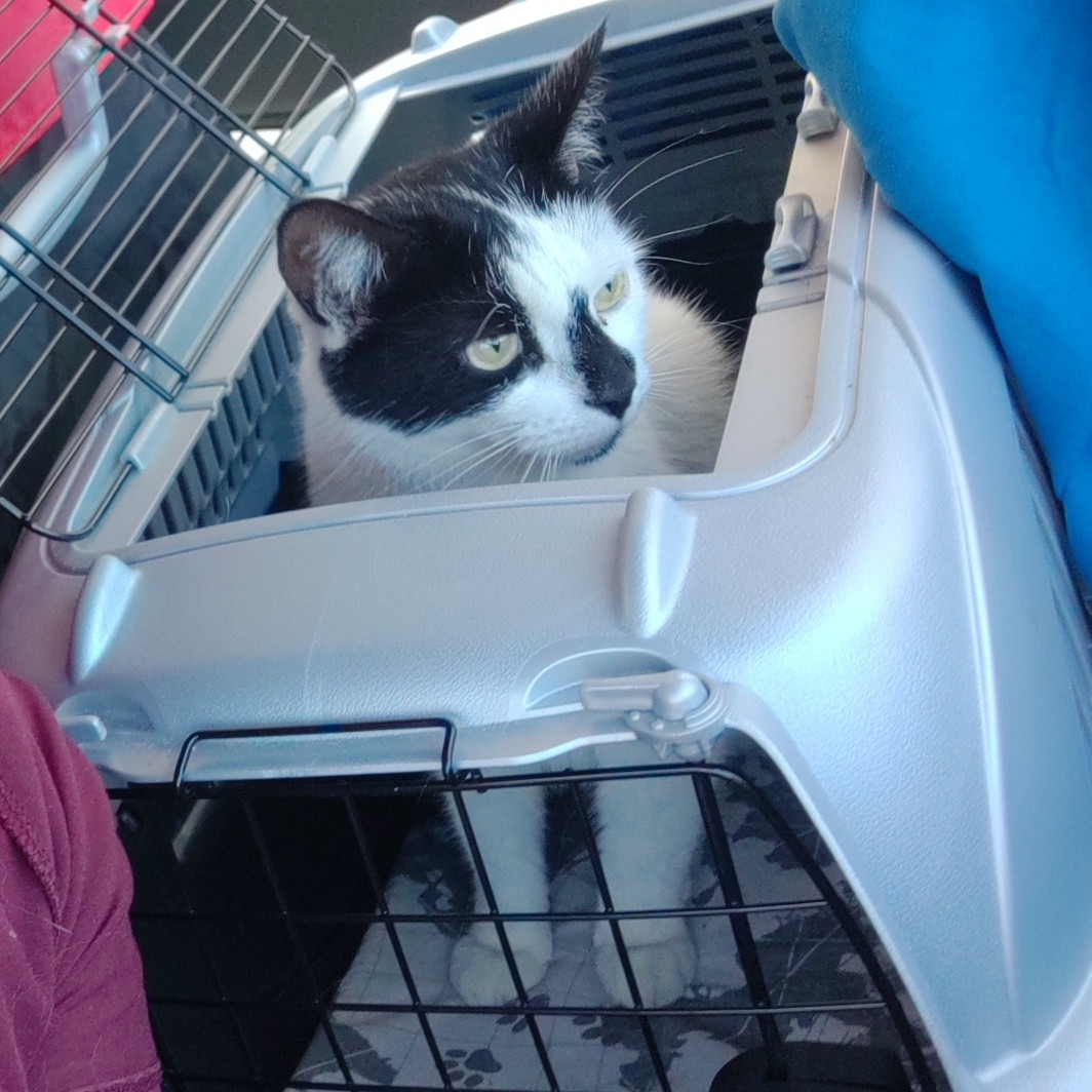 50daysofshades d19-i05 Cat poking head out of basket