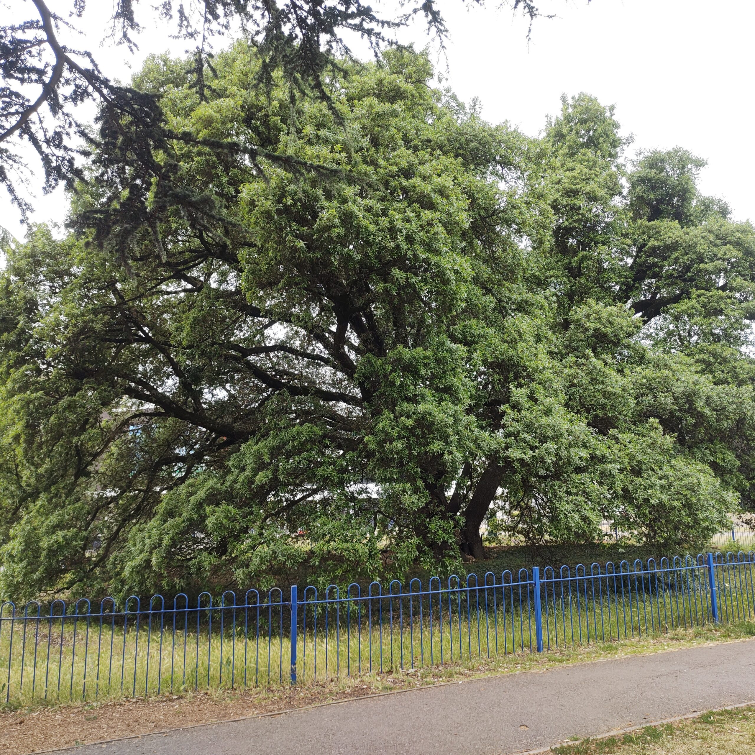 50daysofshades d24-i04 Tree in Reading Uni