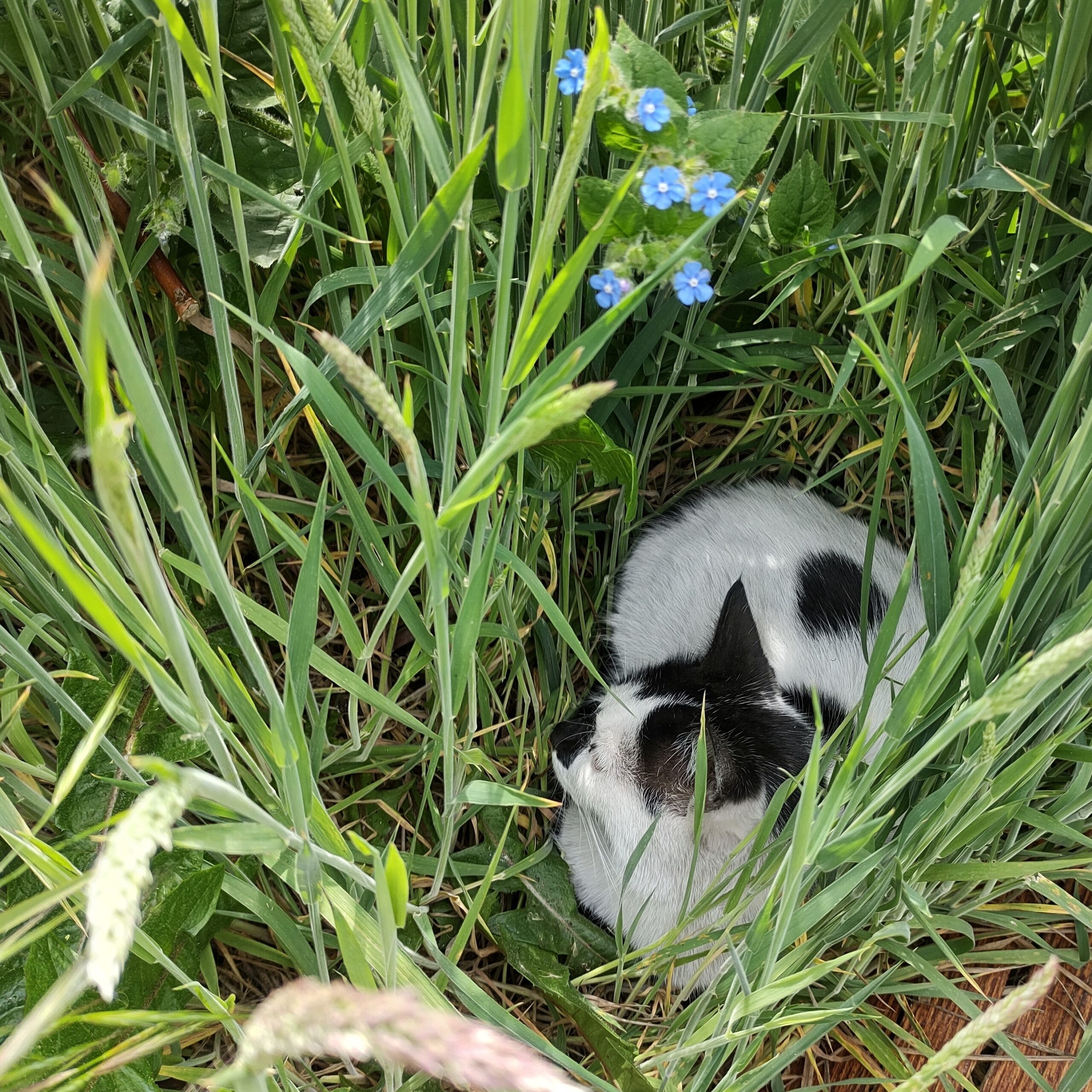 50daysofshades d08-i02 Feral Working 