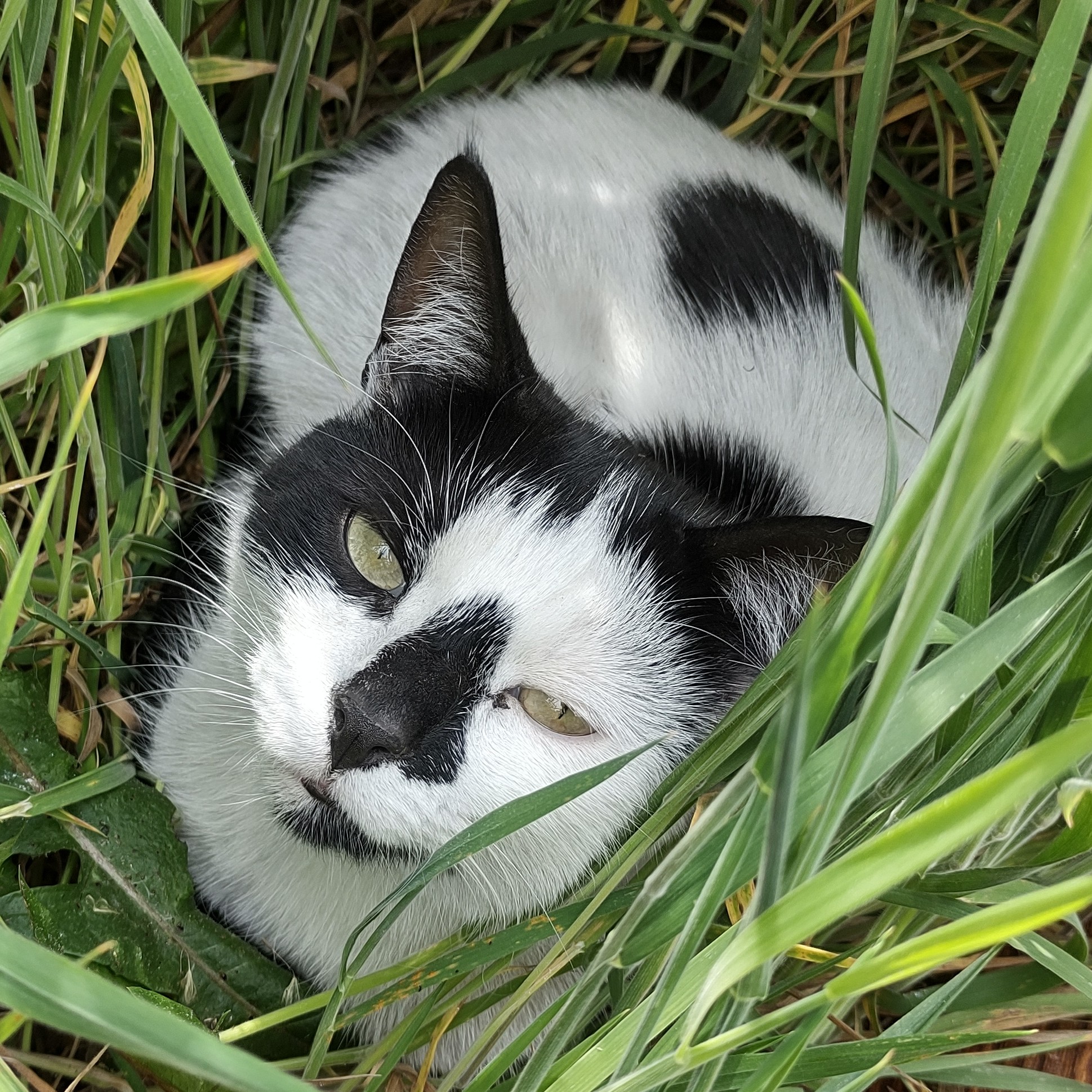 50daysofshades d08-i03 Feral Working 