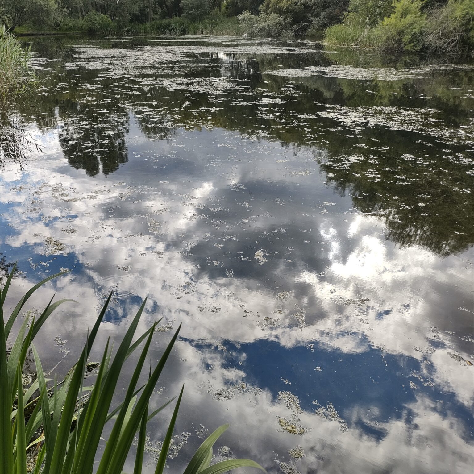 50daysofshades d39-i02 Today’s Reflections